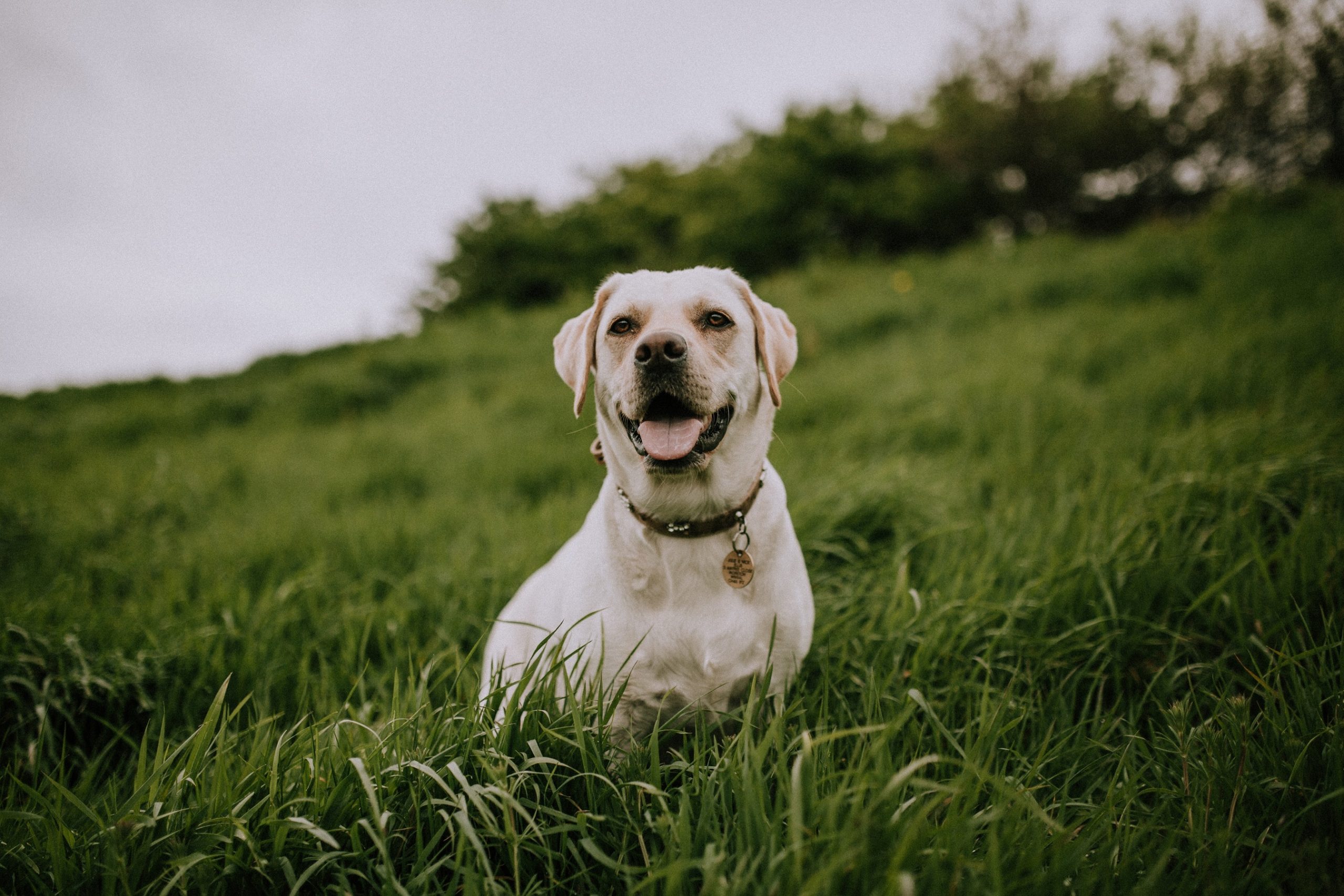 cbd for dogs bulk